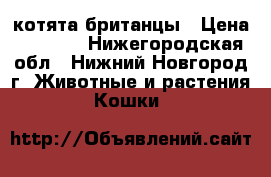 котята британцы › Цена ­ 1 500 - Нижегородская обл., Нижний Новгород г. Животные и растения » Кошки   